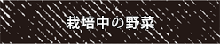 栽培中の野菜