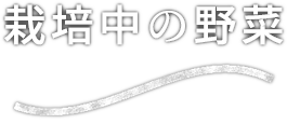 栽培中の野菜 vegetable