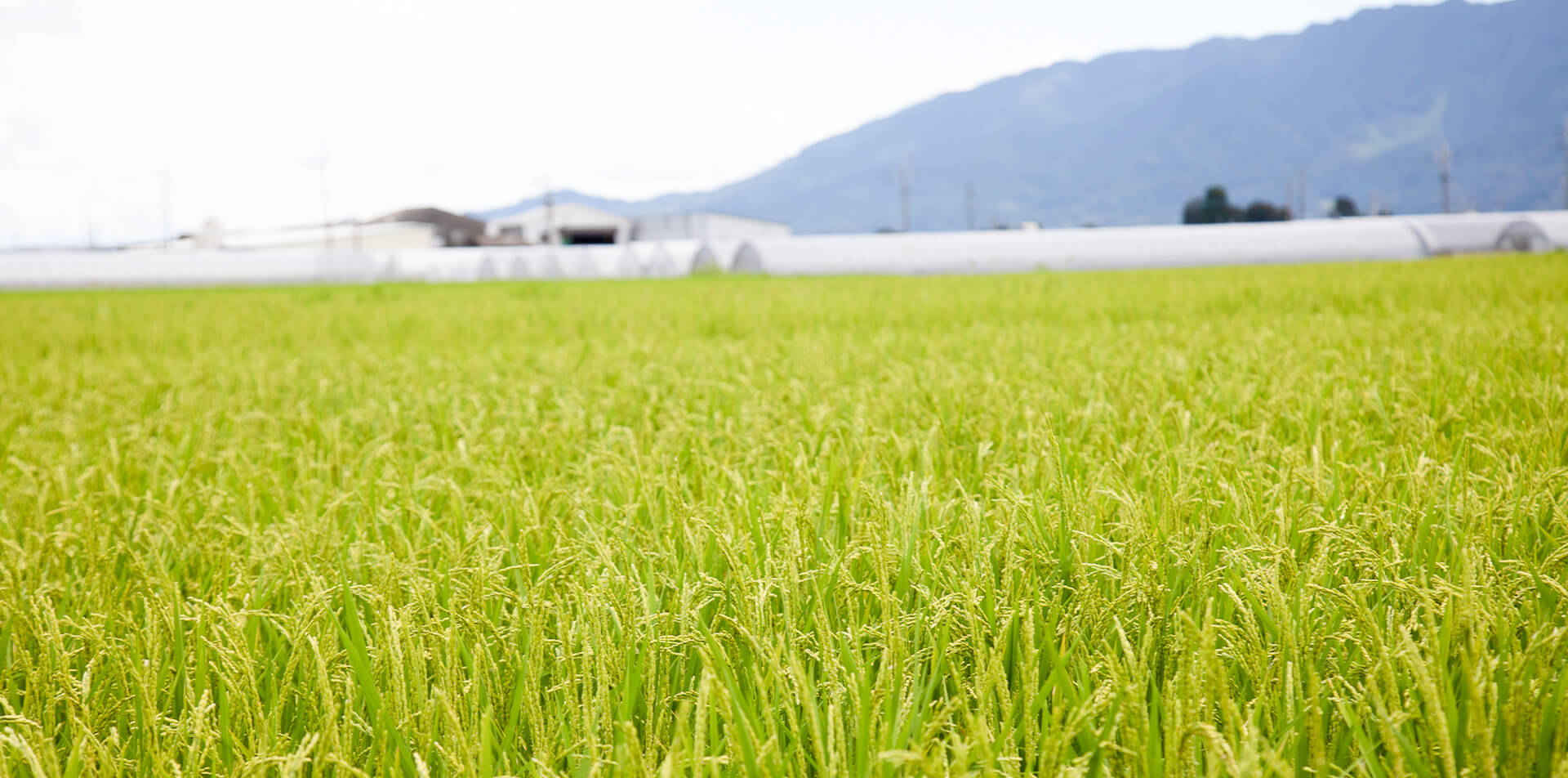 朝倉郡筑前町で野菜・お米の無人販売ならファームみつやす｜通販あり